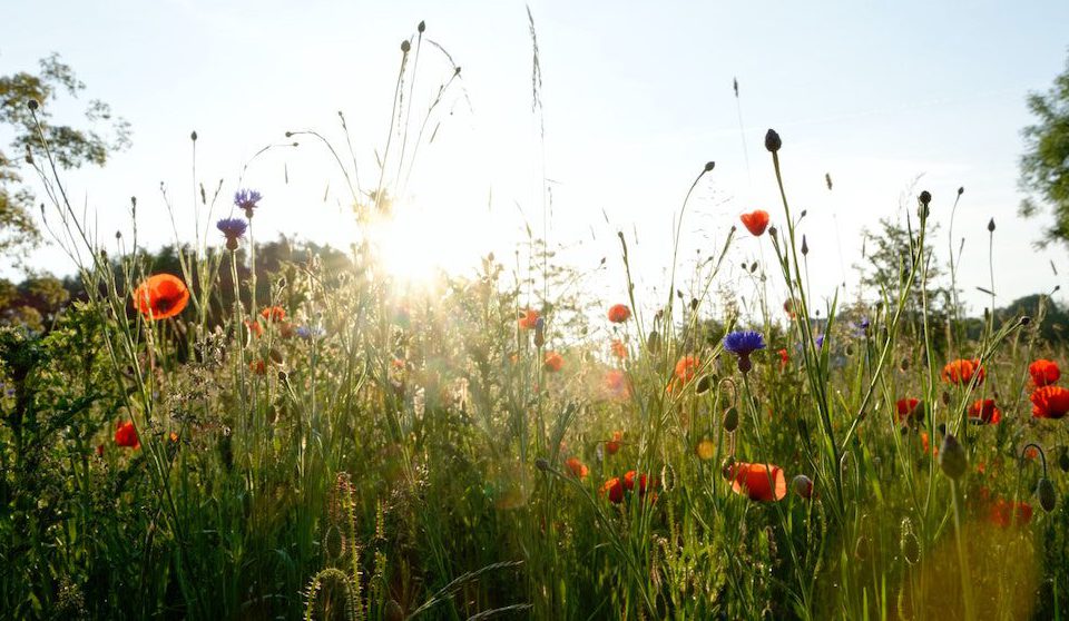 Sommer Menü