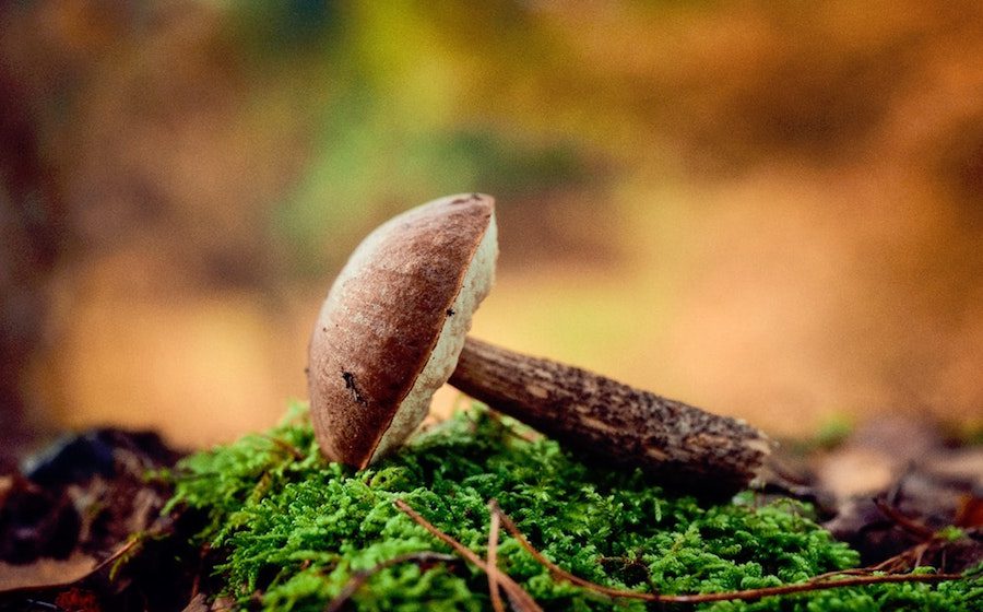 Menü im Herbst